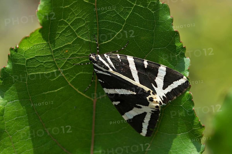 Callimorpha quadripunctaria, Euplagia quadripunctaria, jersey tiger, Panaxia quadripunctaria, Russian bear, Spanish flag, butterfly, insects, moths, moths, moths, butterfly