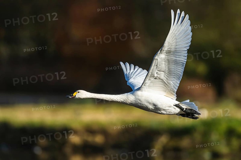 Tundra Swan, Bewick's Swan, Cygnus columbianus in flight at winter in Slimbridge, England, United Kingdom