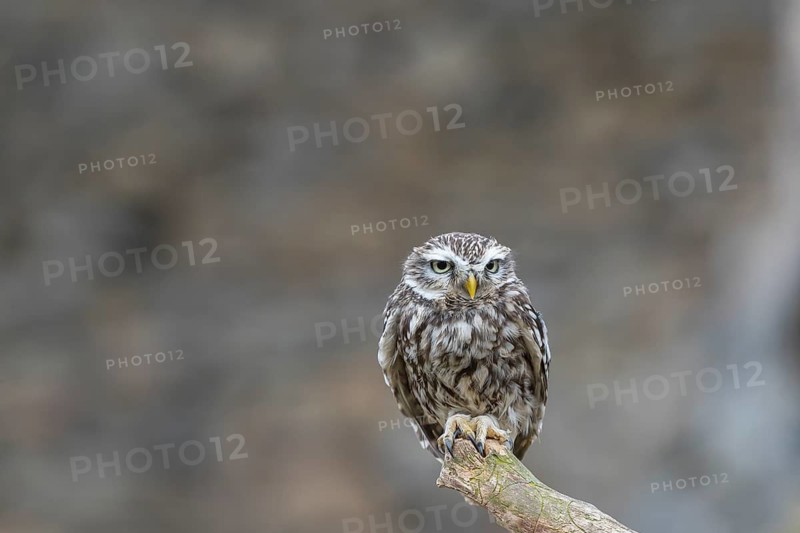 One little owl (Athene noctua) sitting on a branch inside the ruins of an ancient castle