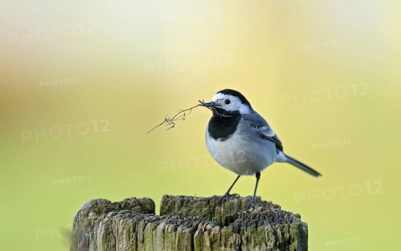 Bachstelze (Motacilla alba alba), White wagtail, mit Nistmaterial im Schnabel, April, NSG Dingdener Heide, Nordrhein-Westfalen, Deutschland