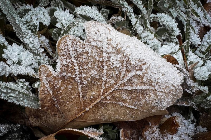Close-up, leaf with hoarfrost, Weinviertel near Hadres, Lower Austria, Austria