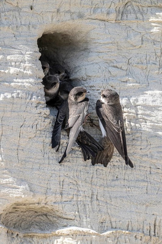 Sand martins (Riparia riparia), Emsland, Lower Saxony, Germany
