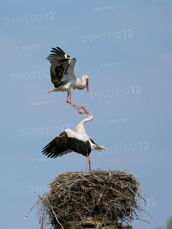 Weissstorch, lat. Ciconia ciconia, Angriff eines Rivalen auf den Horstinhaber, Storchendorf Rühstädt