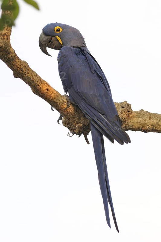 Hyacinth Macaw (Anodorhynchus hyacinthinus), Pantanal, Brazil