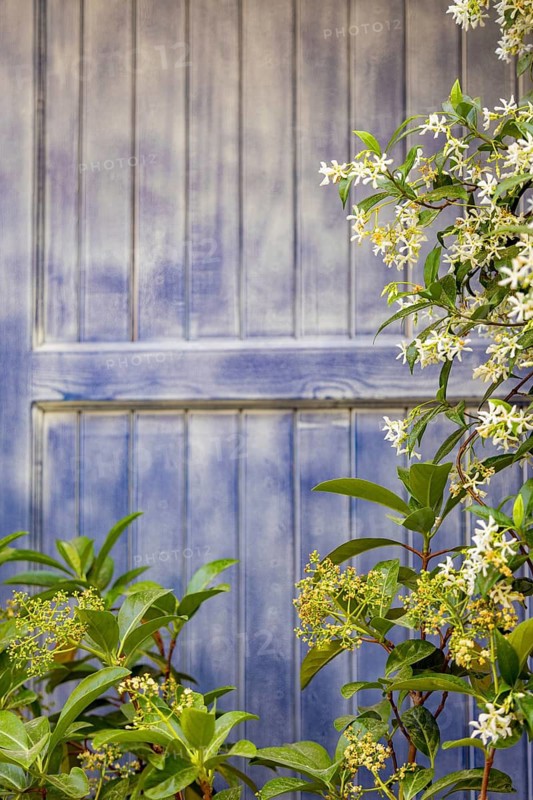 A vibrant blue wooden door is beautifully framed by lush green plants and white flowers, creating a harmonious blend of nature and architecture. Perfect for serene aesthetics