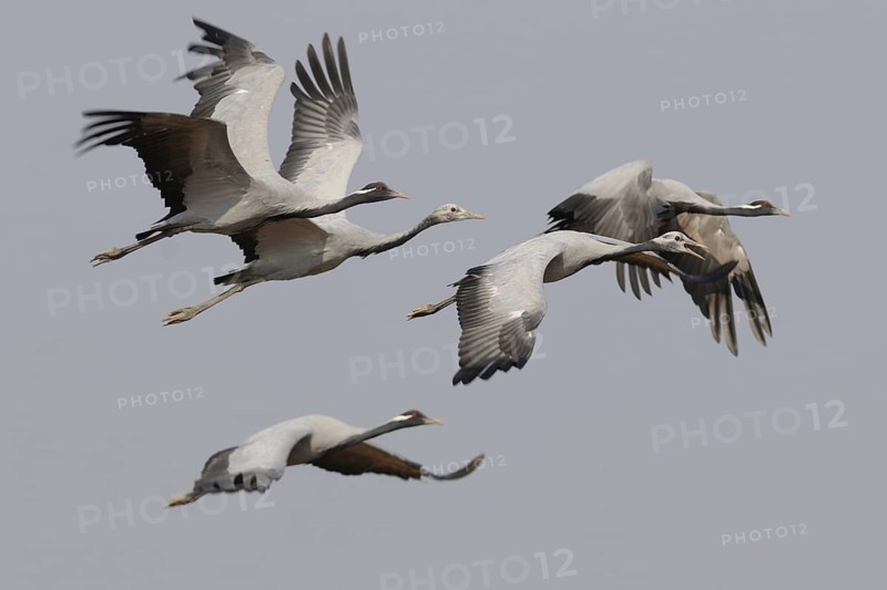 Demoiselle Crane (Grus virgo) flying, India