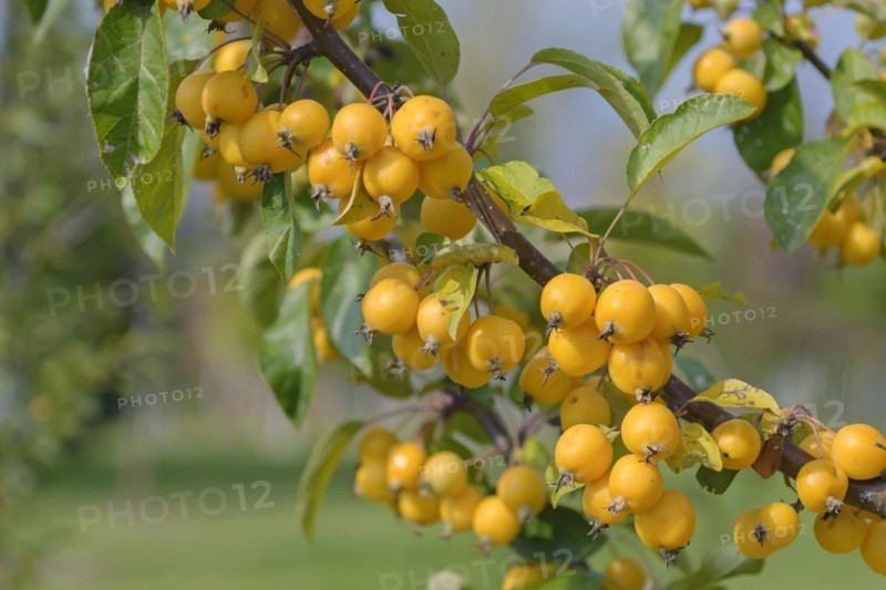 Ornamental apple (Malus 'Golden Hornet'), Bavarian State Institute for Viticulture and Horticulture, Veitshöchheim, Bavaria, Germany