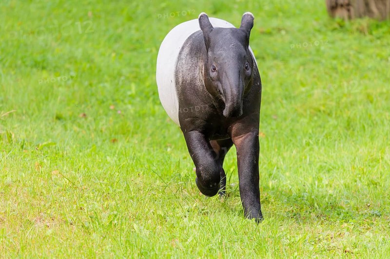 A Malayan tapir (Acrocodia indica) runs across a green meadow. Sumatra in Indonesia, Peninsular Malaysia, Myanmar, and Thailand