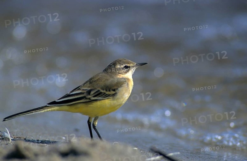 Motacilla flava, sheeptail, western yellow wagtail, yellow wagtail, birds, adolescent, juvenile, passeri, songbirds, songbirds, birds