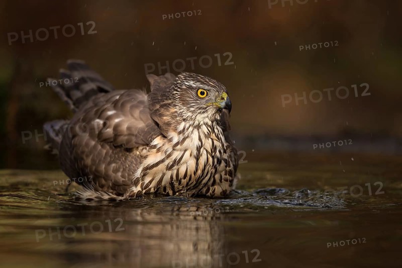Northern Goshawk (Accipiter gentilis) juvenile bathing, Utrecht, Netherlands