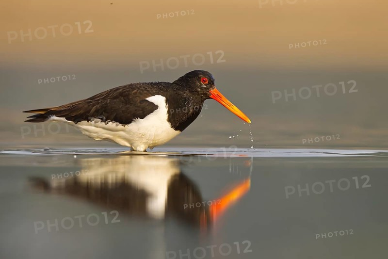 Eurasian Oystercatcher (Haematopus ostralegus) female, North Rhine-Westphalia, Germany
