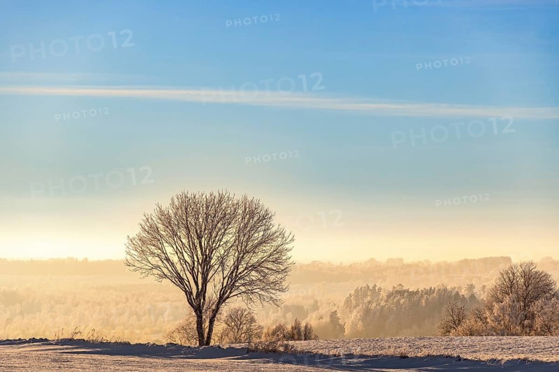 Solitary tree in silhouette on a field a cold winter day with snow and hoarfrost