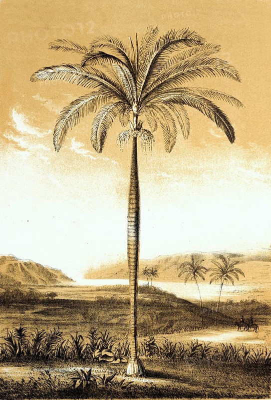 Oreodoxa regia, Cuba, royal palm, Roystonea regia, plant and flower, digitally reworked reproduction of an original from the 19th century