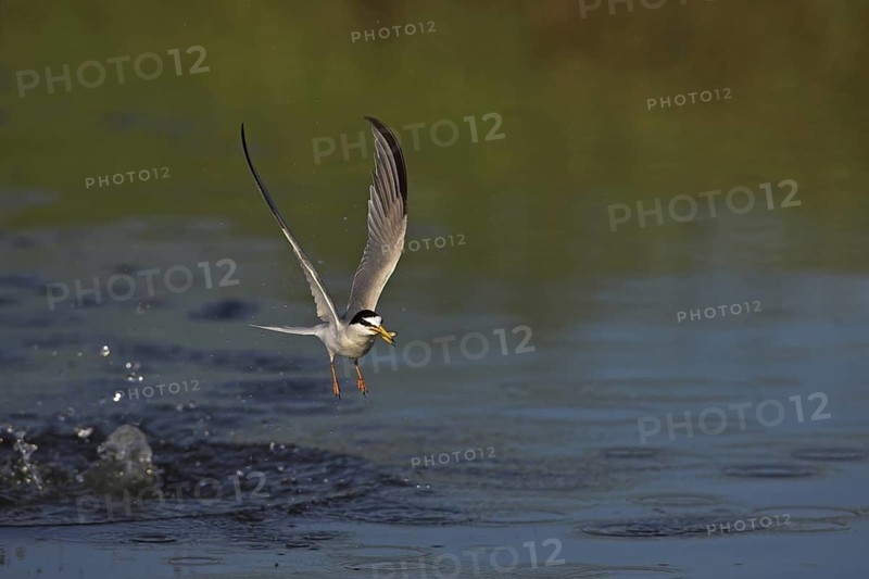 Little Tern (Sternula albifrons), Greece