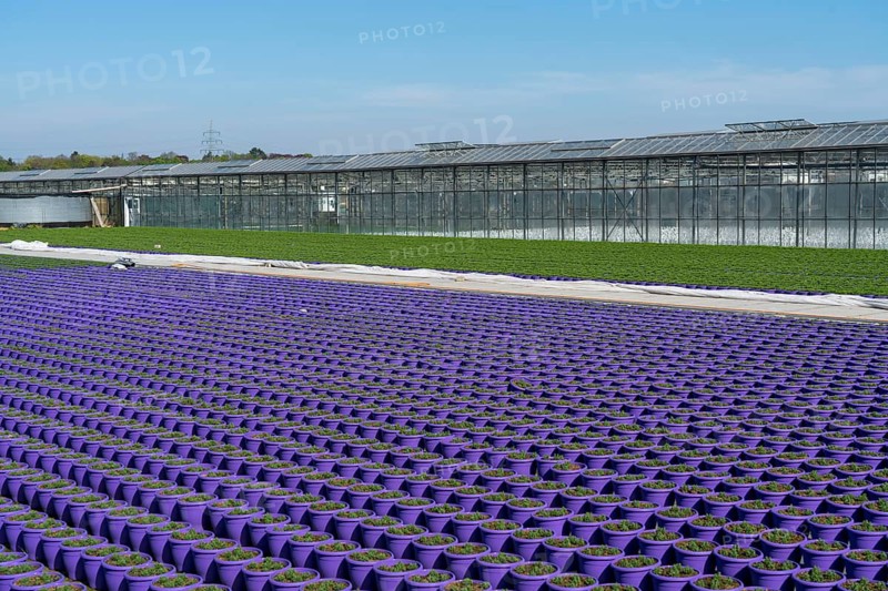 Nursery, plant cultivation, ornamental plants grow in flower pots, outdoors, greenhouse, Düsseldorf-Volmerswerth, Germany
