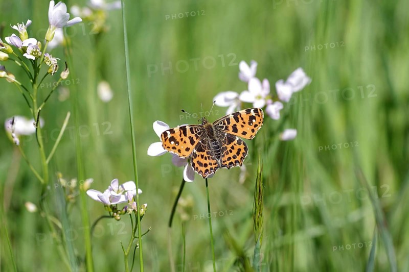 Land carat (Araschnia levana), butterfly, spring generation, meadow foamwort, orange, macro, The butterfly is sitting on the flower of the meadow foamwort