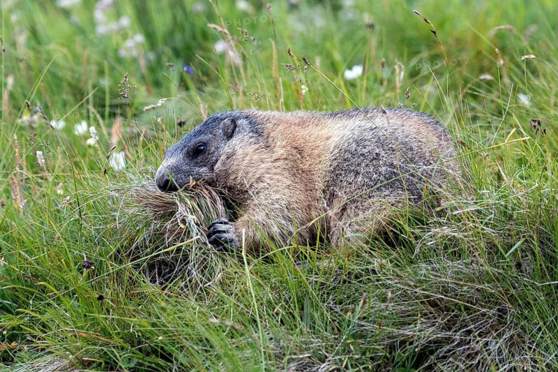 Alpine groundhog with collected grass in its mouth, animals, mammals, (Marmota marmota), rodents