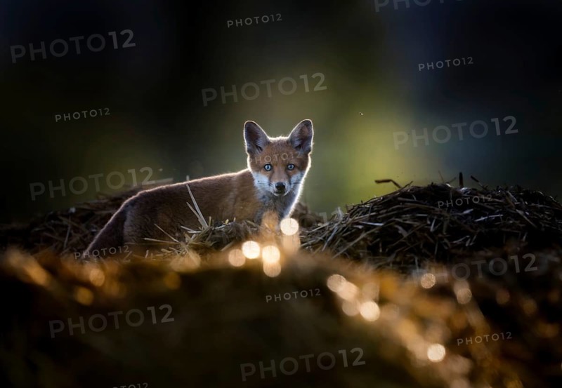 Red fox cubs (Vulpes vulpes) on a farm in the evening light, Zurich, Switzerland