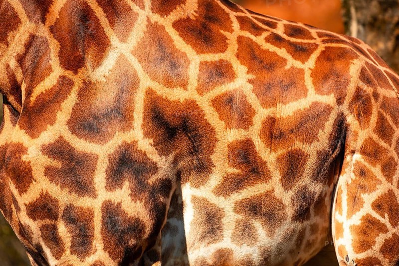 The giraffe has a brown and white pattern on its back. The pattern is made up of small brown spots