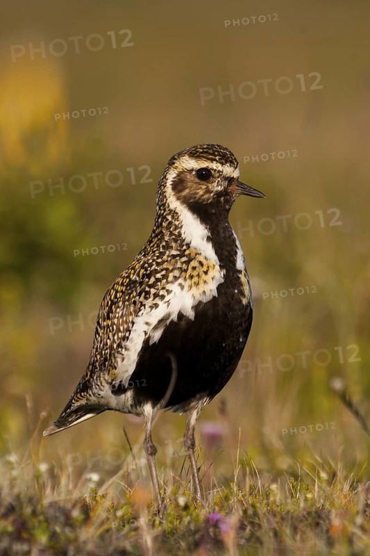 European Golden Plover (Pluvialis apricaria), Iceland