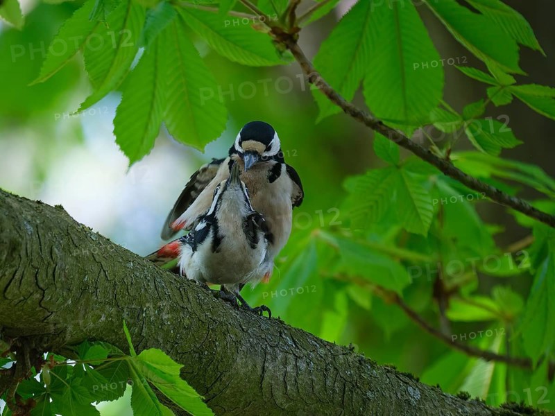 Great spotted woodpecker pairing