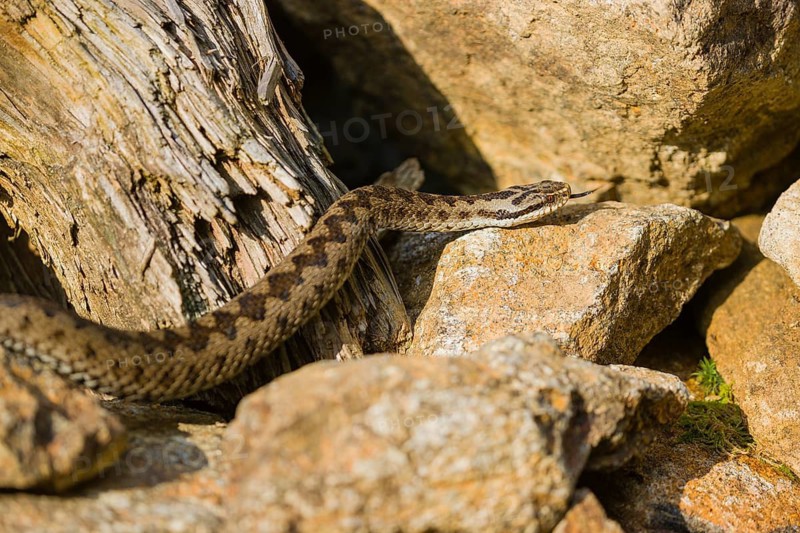 One Vipera berus, the common European adder or common European viper, creeps over rocks