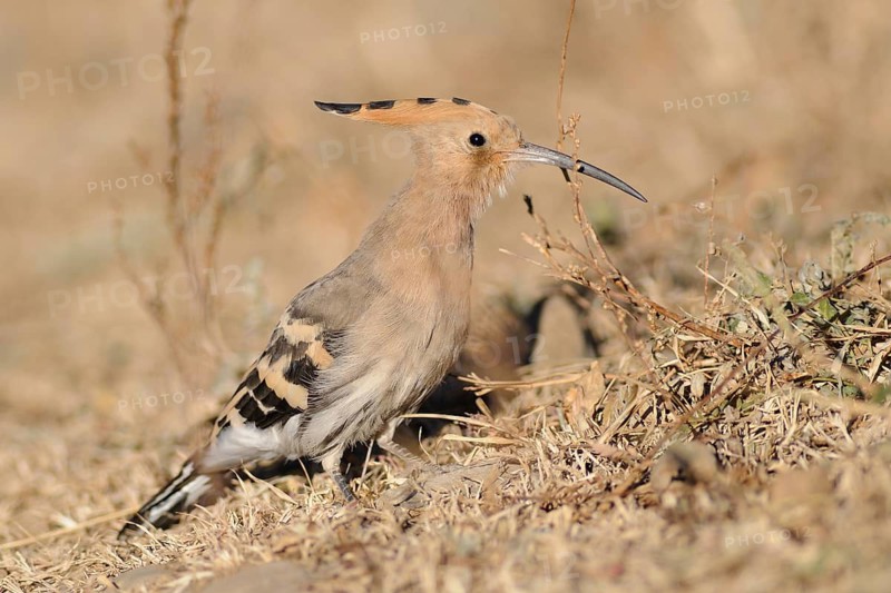 Eurasian Hoopoe (Upupa epops), Tibet, China