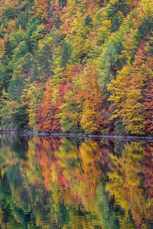 Lake Toplitz, forest in full autumn colors, Austria