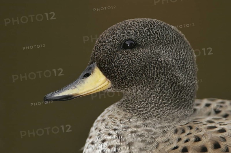 Yellow-billed Teal (Anas flavirostris), Arizona, USA