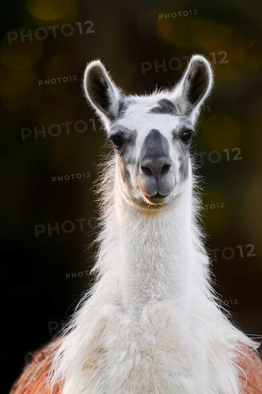 Llama (Lama guanicoe f. glama), portrait, North Rhine-Westphalia, Germany
