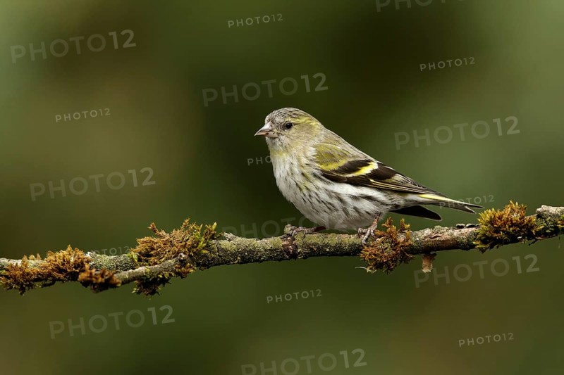 Sijs vrouw op tak, Siskin female on branch