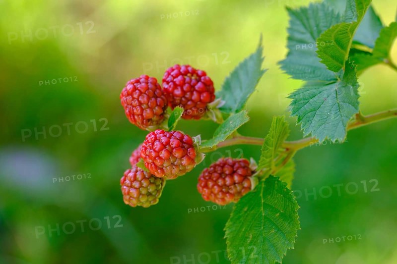 Blackberries, fruit, berries, in the garden, food, Upper Bavaria, Bavaria, Germany