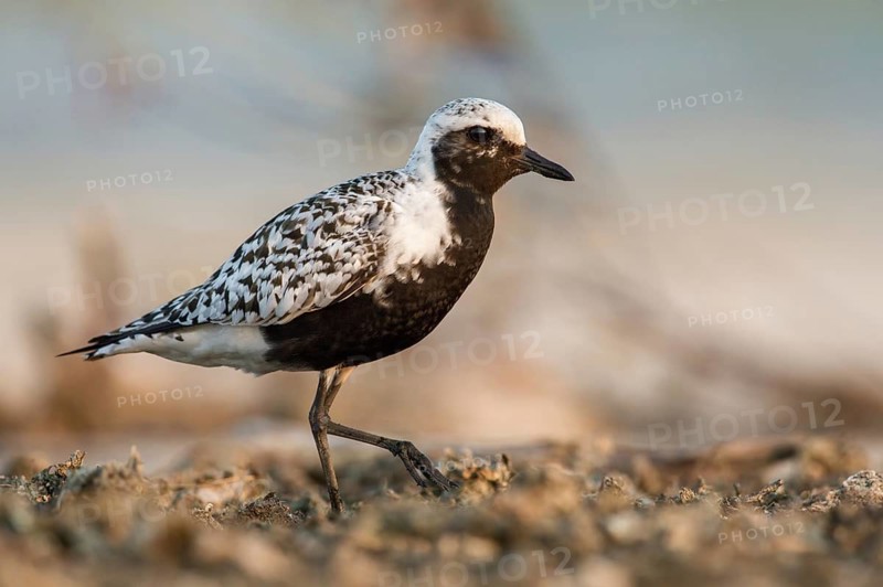 Grey Plover (Pluvialis squatarola), Poland