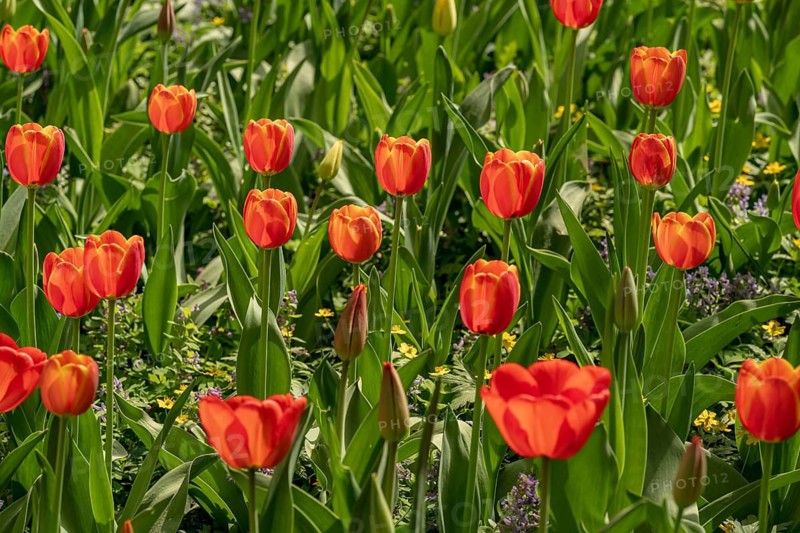 A stunning field of vibrant red tulips in full bloom. This picturesque garden scene captures the essence of spring, showcasing the beauty and elegance of tulips