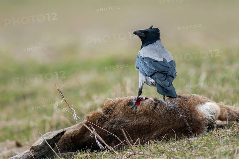 Corvus cornix, hooded crow, birds, corvidae family of birds, passeri, corvids, songbirds, birds