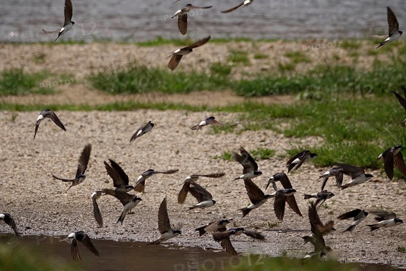 Swallows at a puddle, June, Germany