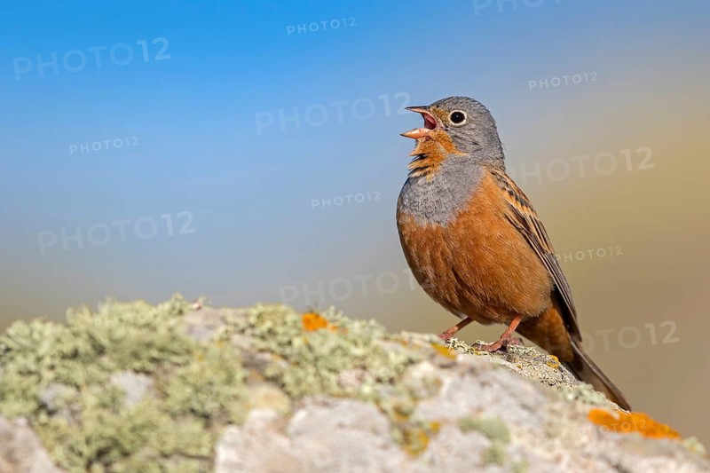 Grauortolan, Cretzschmar's Bunting, Emberiza caesia, Bruant cendrillard, Escribano Ceniciento