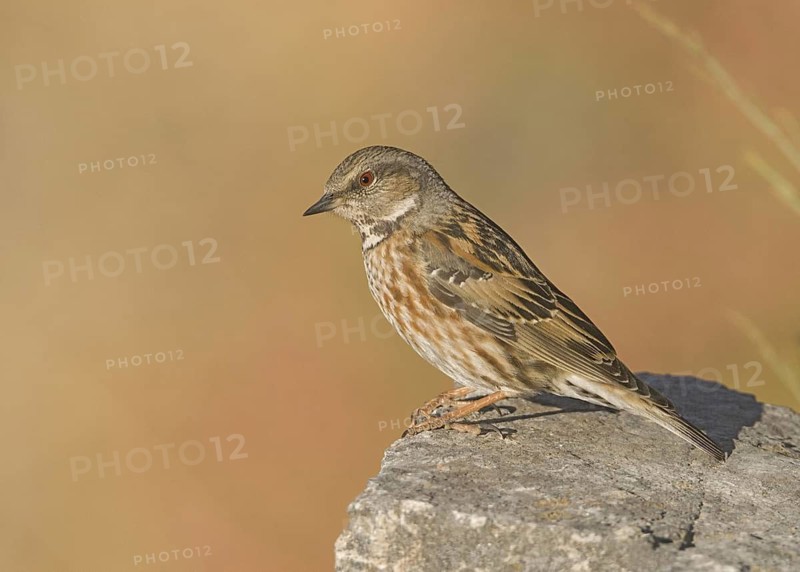 Altai Accentor (Prunella himalayana), Uttarakhand, India