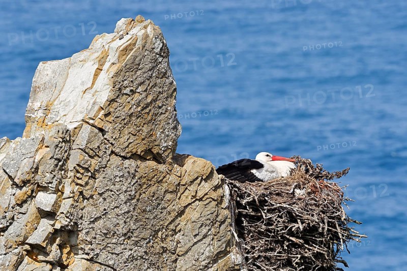 A white stork (Ciconia ciconia) sits on a nest on the rocky coast, Parque Natural do Sudoeste Alentejano e Costa Vicentina, Alentejo, Portugal