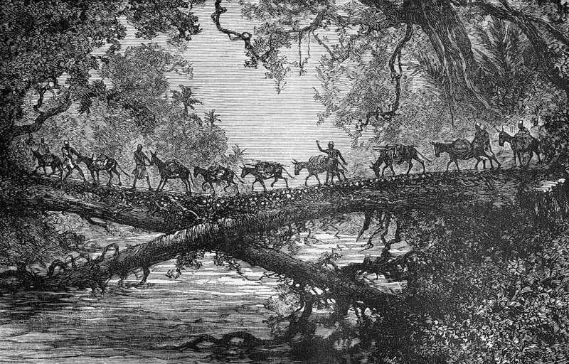 Herd of cattle crossing a bridge over the Búzi River, dense vegetation, tree trunk, drover, travelling, Mozambique, historical illustration 1886