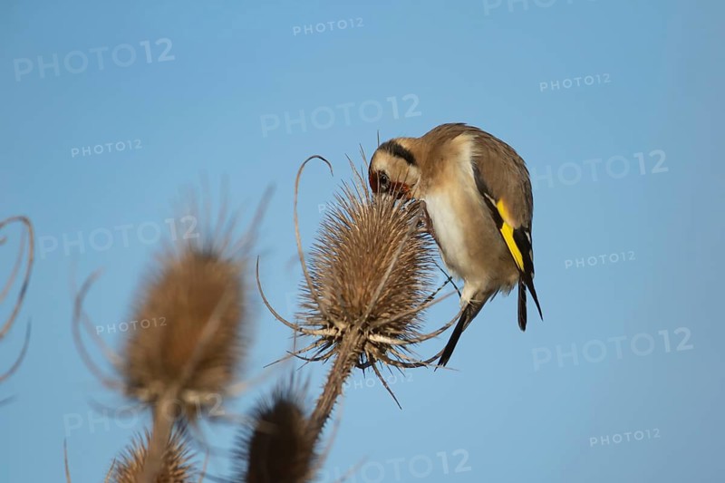 European goldfinch (Carduelis carduelis) adult bird feeding on a Teasel (Dipsacus fullonum) seedhead in winter, England, United Kingdom