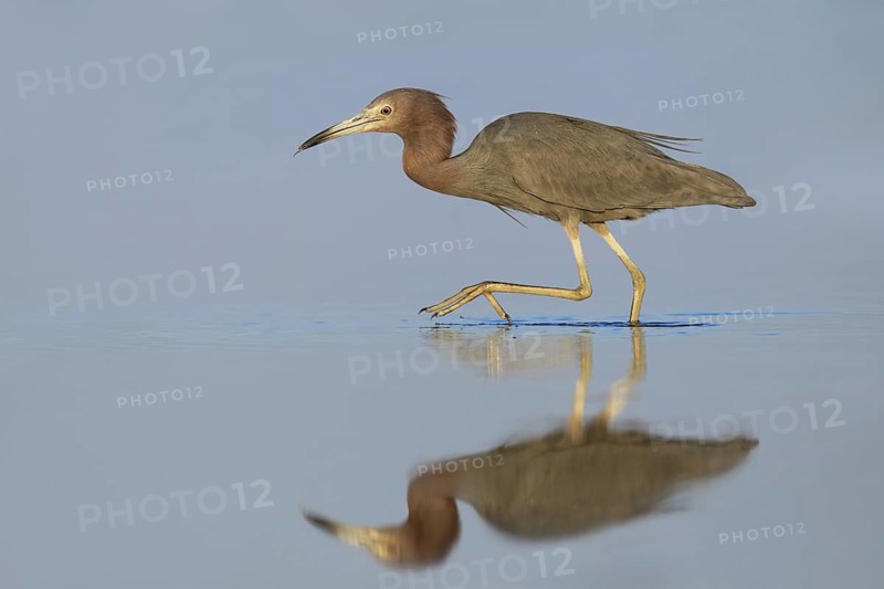 Little Blue Heron (Egretta caerulea), Florida, USA