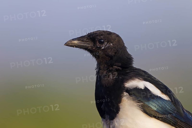 Eurasian Magpie (Pica pica), Rhineland-Palatinate, Germany