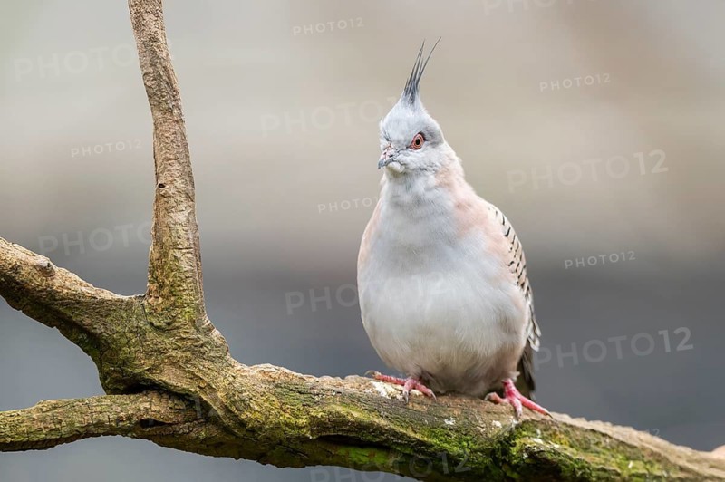 Crested pigeon (Ocyphaps lophotes) sitting on a branch, Germany