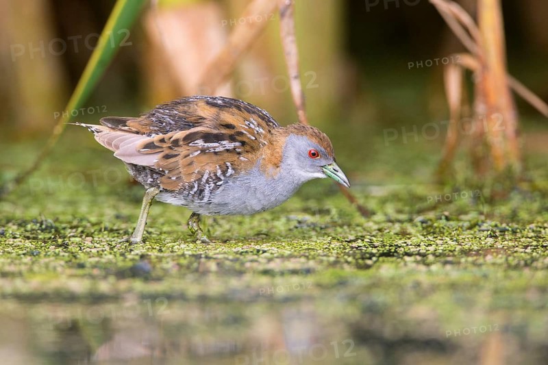 Baillon's Crake (Porzana pusilla palustris) foraging, Victoria, Australia