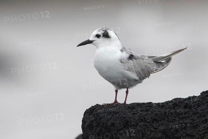 White-winged Tern (Chlidonias leucopterus), Victoria, Australia