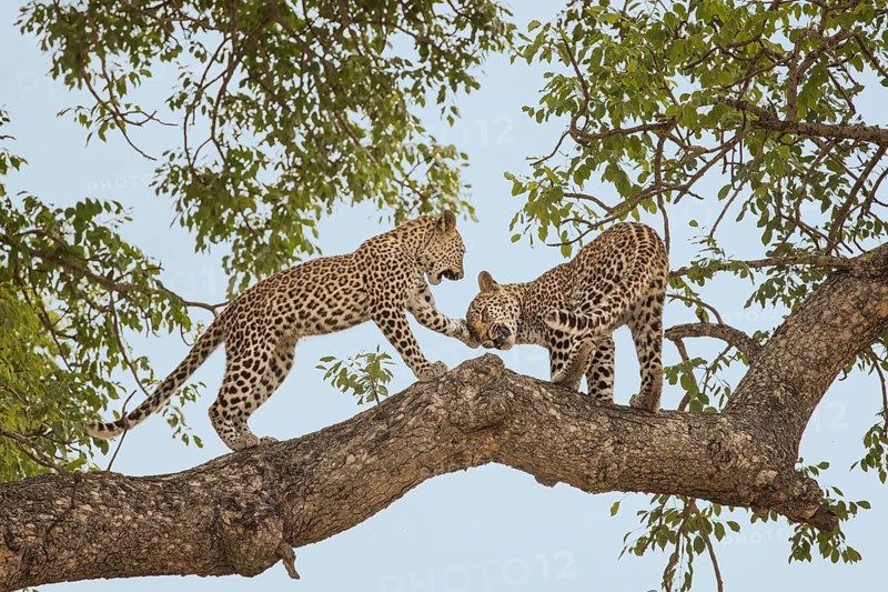 Leopard (Panthera pardus) two immature playing on a tree, Sabi Sands, South Africa