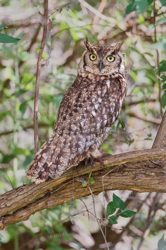 Spotted Eagle-owl (Bubo africanus), Ngorongoro, Tanzania