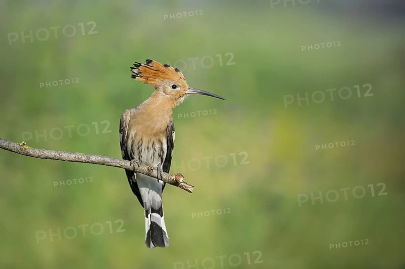 Eurasian Hoopoe (Upupa epops) perched on a branch, Aosta Valley, Italy