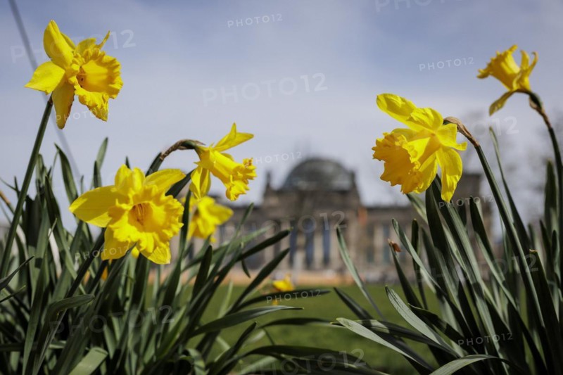 Daffodils bloom in front of the German Bundestag in Berlin, 27.03.2024. According to weather forecasts, highs of around 22 degrees are expected at Easter